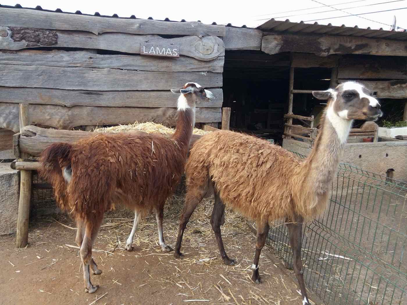 Quinta Pedagógica dos Prazeres